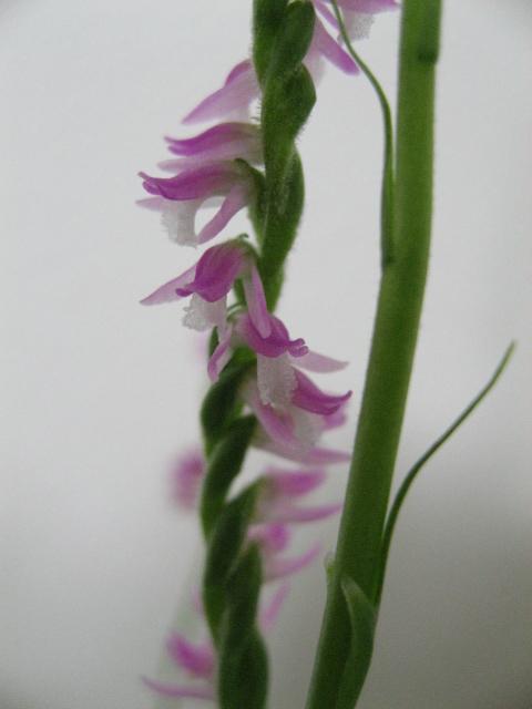 Nejibana, a tiny orchid in field