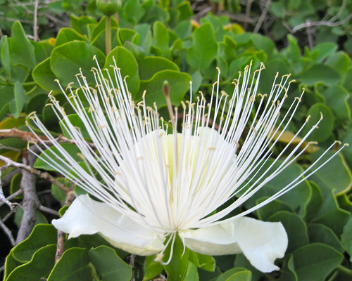 floral blossom nightbloomer capparaceae capparissandwichiana maiapilo nativehiendemic hawaiiancaper coastalxeriscape