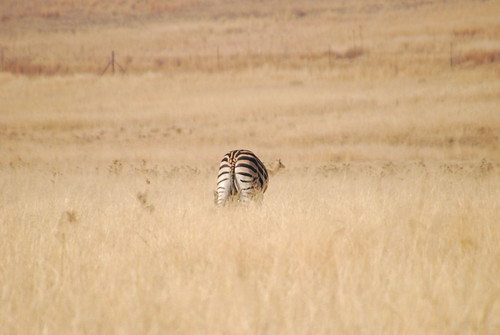 animals southafrica wildlife zebra za johannesburg lionpark 2010 gauteng