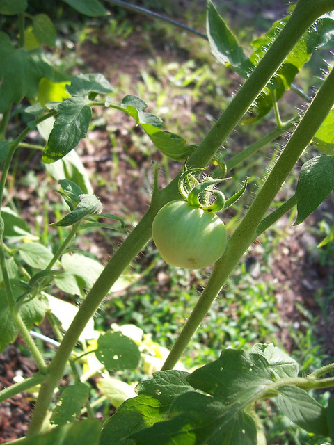 Small green tomato