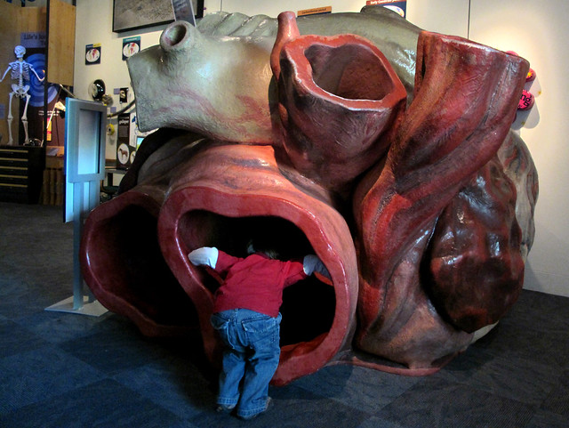 entering the blue whale's heart