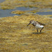 Flickr photo 'Western sandpiper (Calidris mauri) at Pismo beach....2 of 2' by: Alan Vernon..