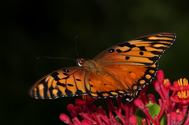 Volatinera del Golfo / Agraulis vanillae / Gulf Fritillary / Passion Butterfly