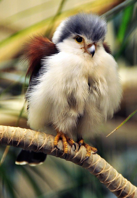 Baby Falcon