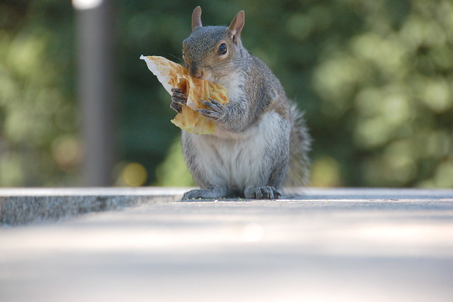 In Boston, even the squirrels eat Dunkin Donuts
