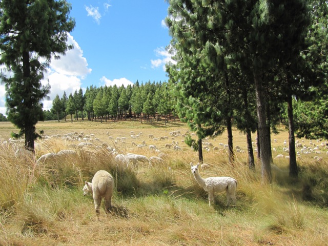 Granja Porcón ...! Inolvidable / Unforgetable moment.