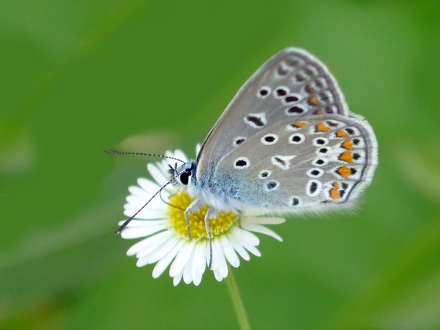 Butterfly Silver-studded Blue Plebejus argus, male.