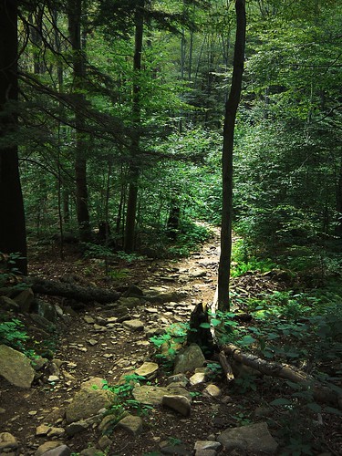 forest path hike trail catskills