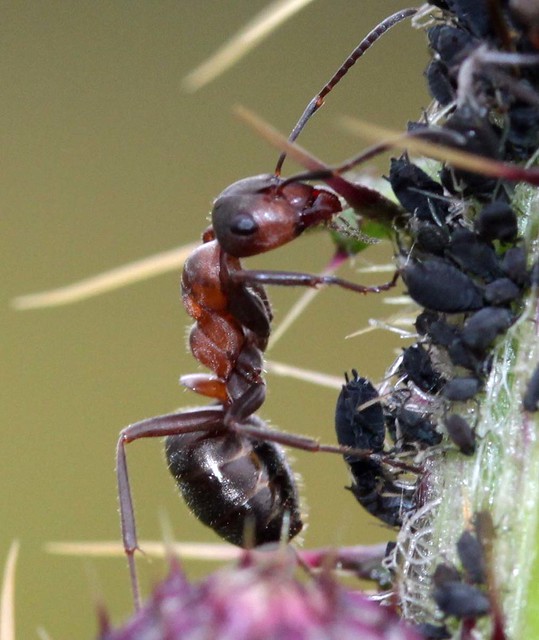 Hairy wood ant Formica cf lugubris (Formicidae)