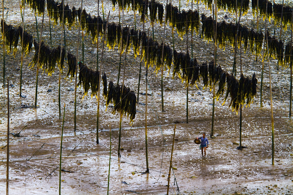 Drying kelps--Xiapu , Fujian Province , China