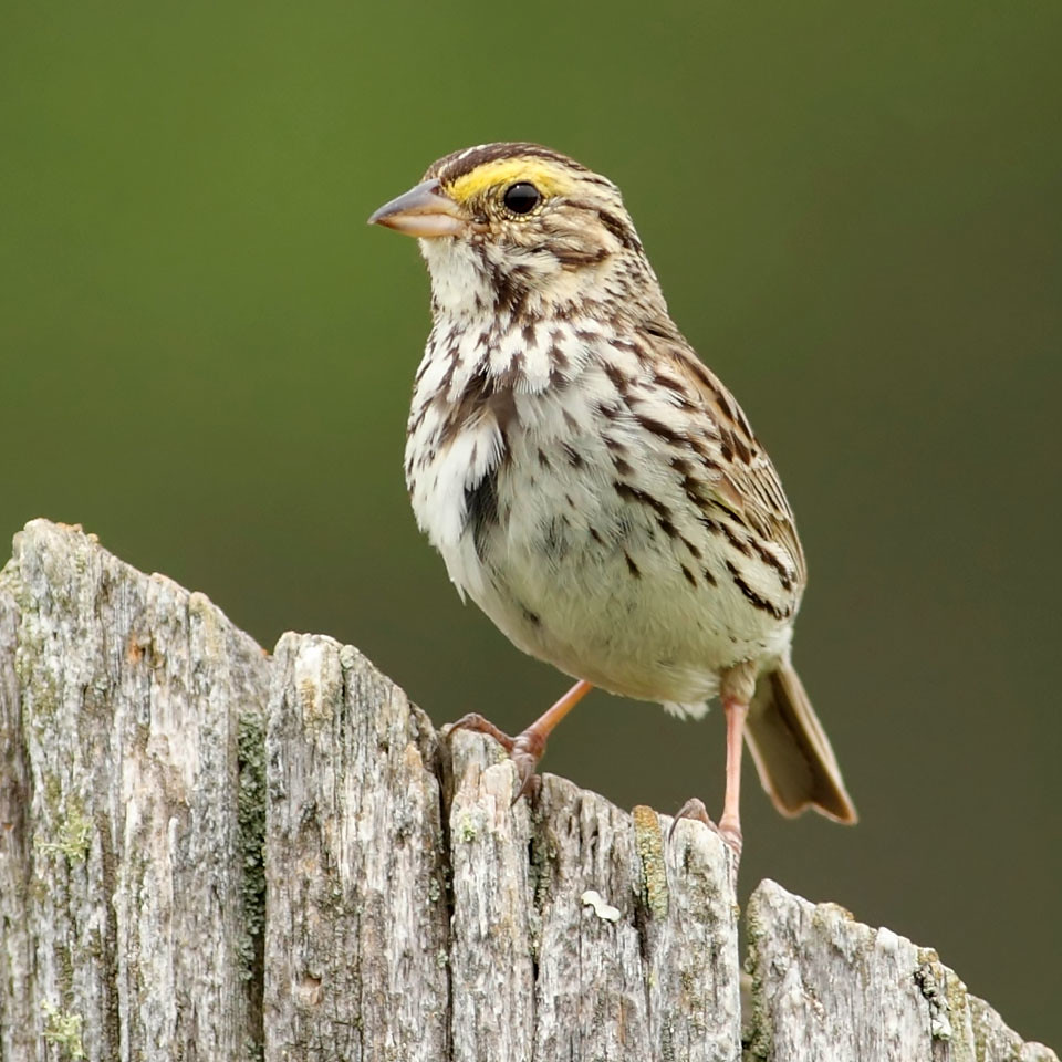 Sparrows Rfc Eton-Rugby Rd. Savannah Sparrow | Birds seem to love fencepo… | Flickr