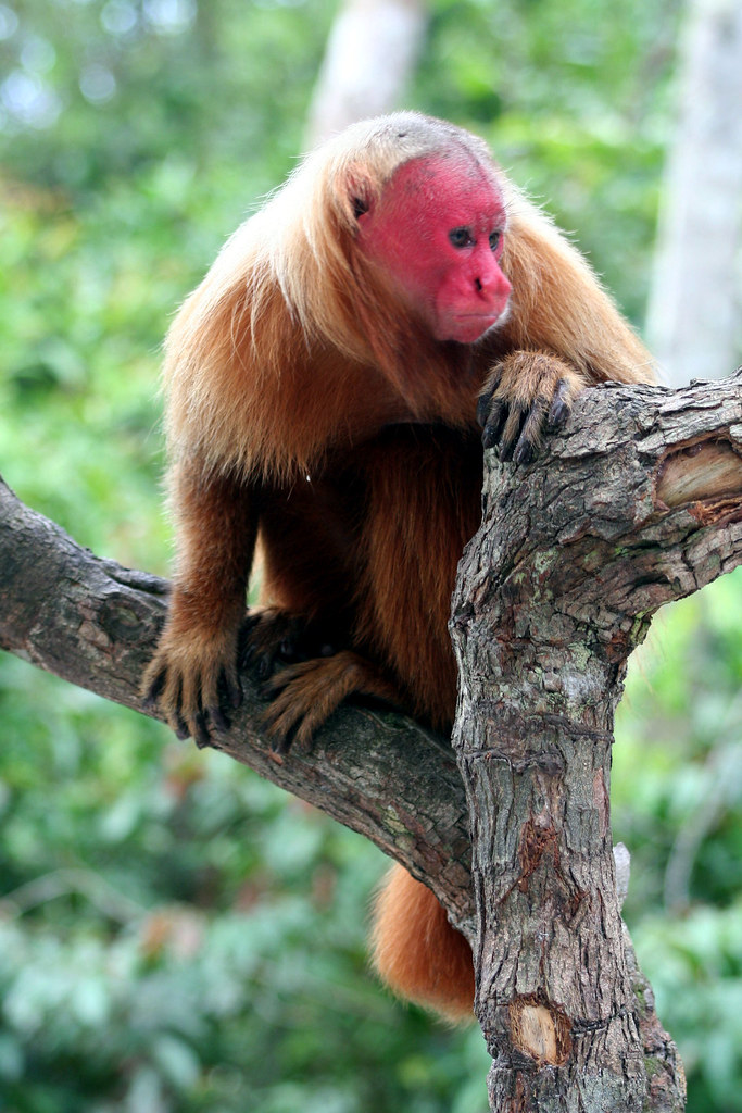Native Monkey South America (03/2004) | Flickr