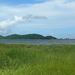 Aquatic Vegetation