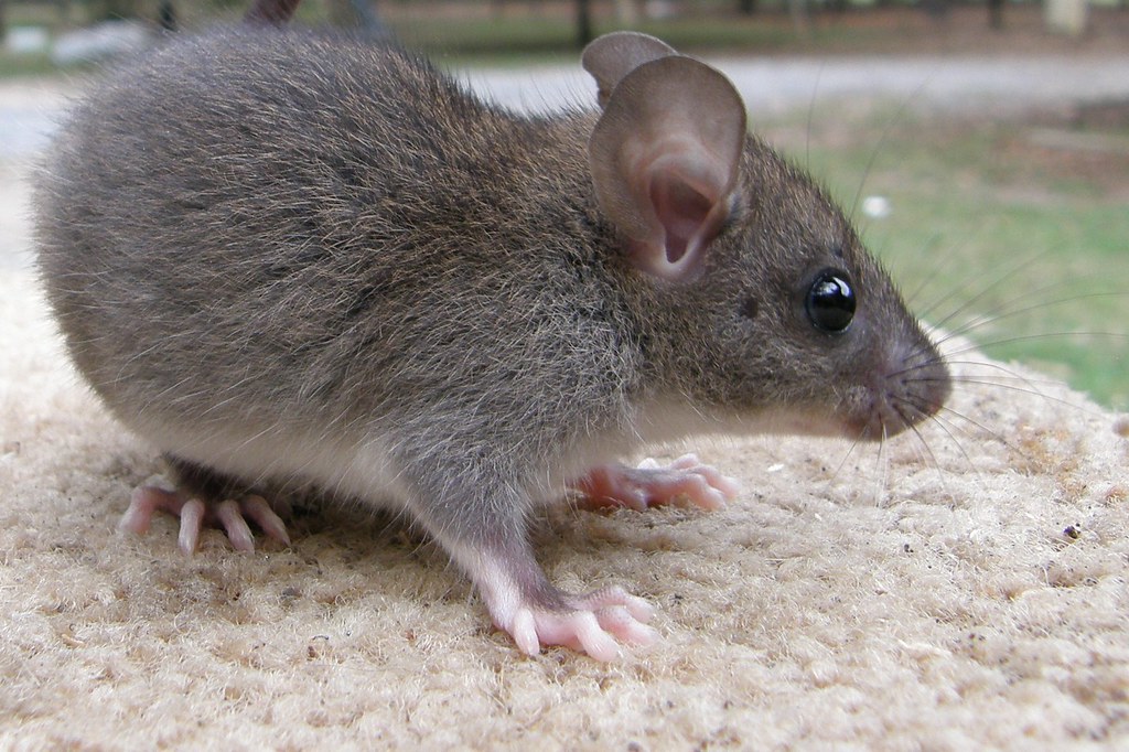 Wild Baby Rats