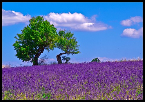 Provence - 2gether by NPPhotographie