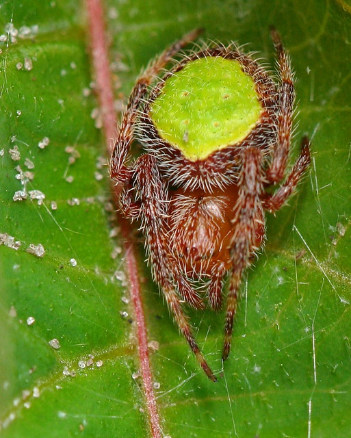 Tropical Orb Weaver Spider (Eriophora ravilla) on Firebush (Hamelia patens)...