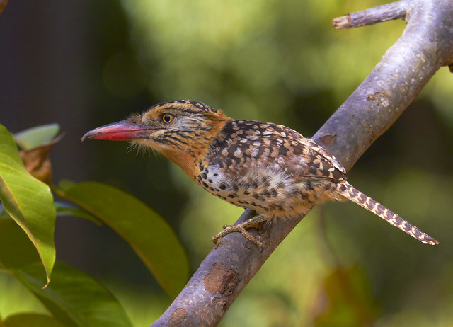 Rapazinho-dos-velhos (Spot-backed Puffbird)