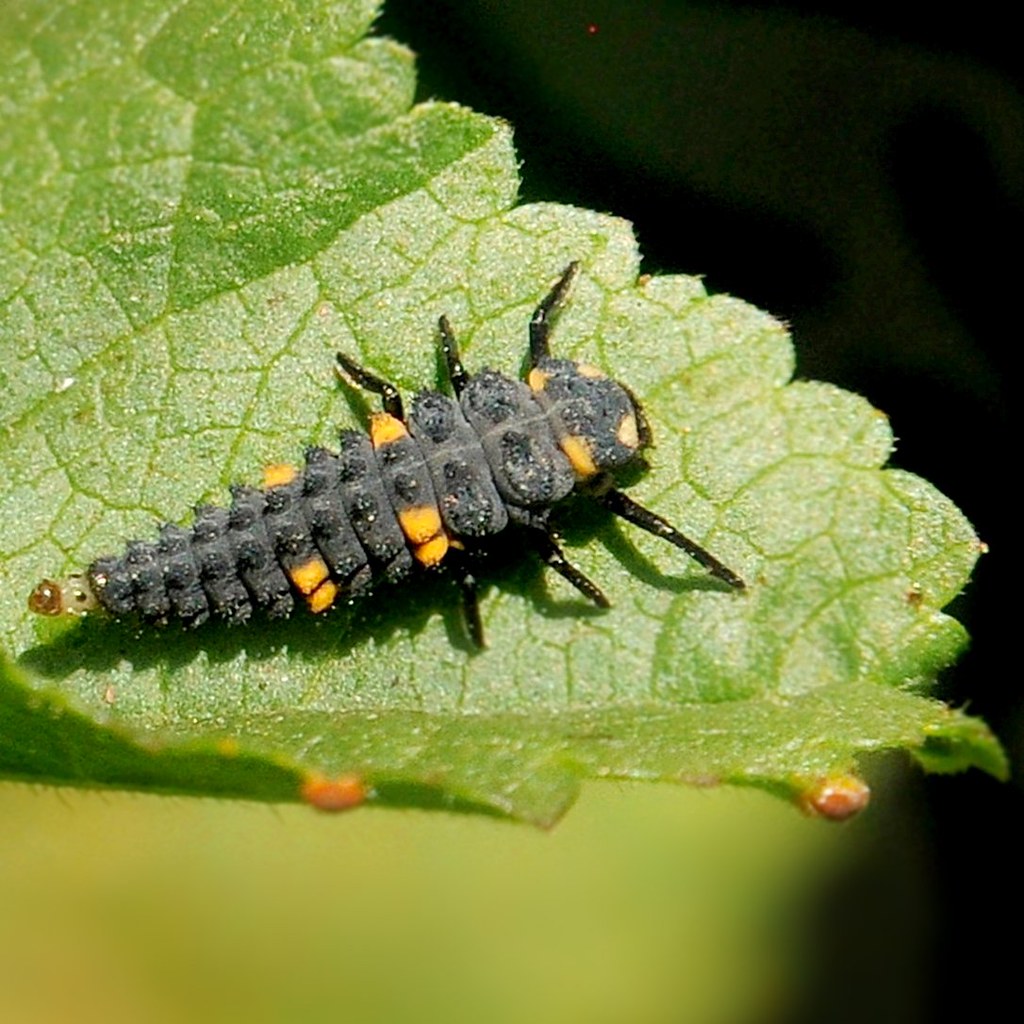 Ladybug larva on a leaf | Ladybug larva, Coccinellidae Berke… | Flickr
