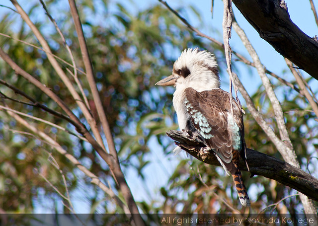 Kookaburra sits on the old gum tree...