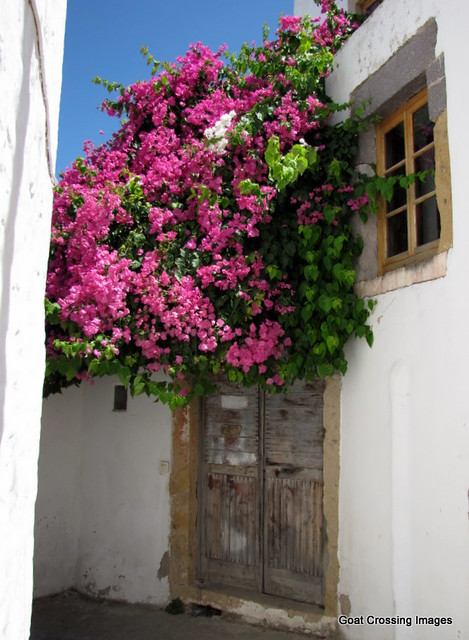 Bougainvillea growing over door - Island of Patmos, Greece