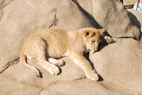 animals southafrica wildlife lion za johannesburg lionpark 2010 gauteng