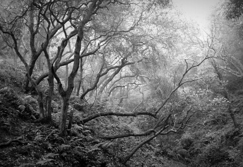 misty woods by CLCsPics