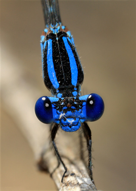 Blue-ringed dancer