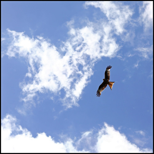 A Red Kite in the Sky by Ulf Bodin