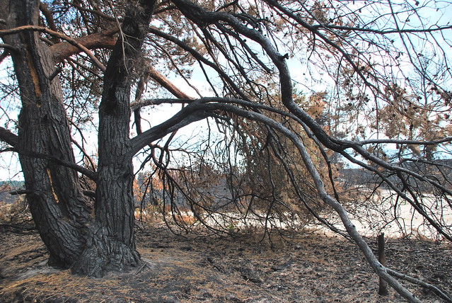 Burnt Tree, Frensham