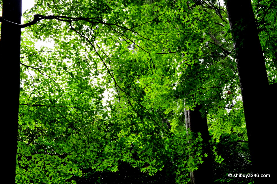 The leaves looked wonderful in the rain