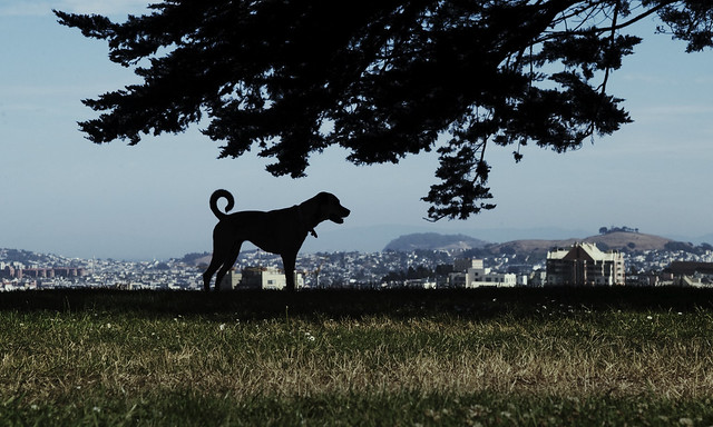 dog at Alta Plaza, San Francisco (2009)
