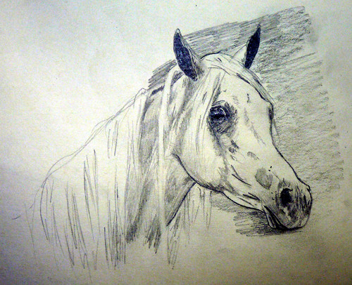 Gray Arabian Mare | by zanizm