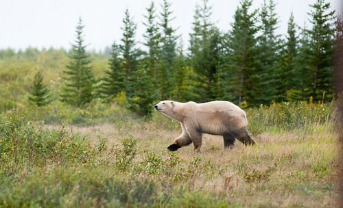 Polar Bear at Nanuk