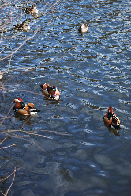 Mandarin Ducks at Black Park