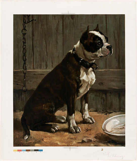 Seated Boston Terrier