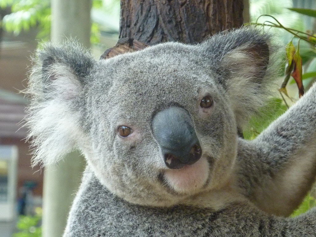 Звук коалы. Коала. Коала самец анатомия. Удивленный коала. Коала лицо.