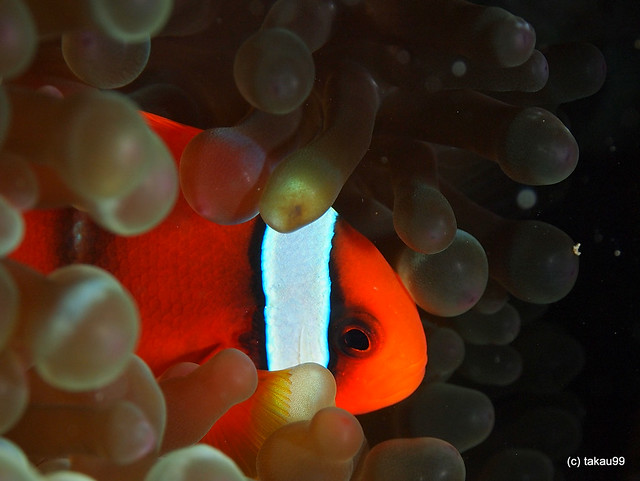Tomato clownfish - Okinawa, Japan
