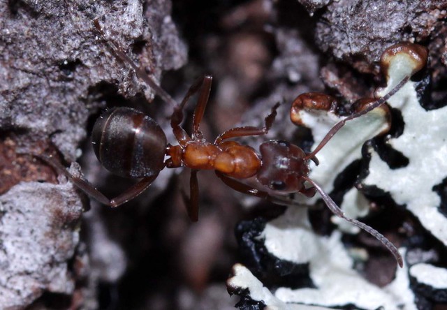 Narrow headed ant Formica exsecta