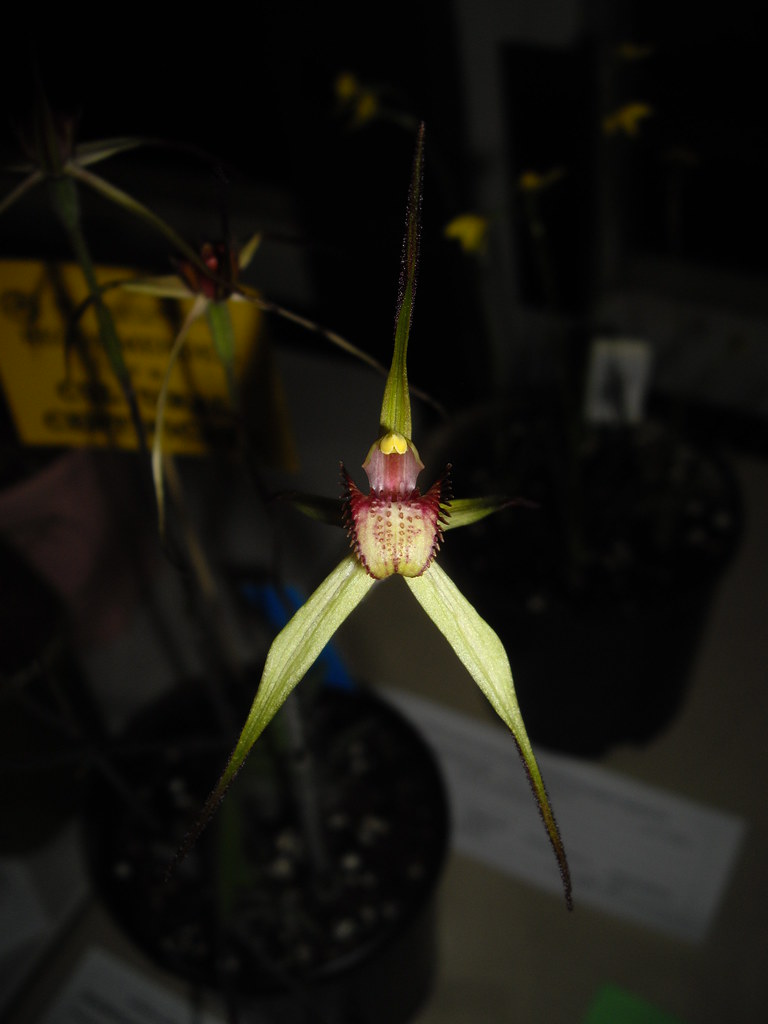 Caladenia fulva 2010-09-03 01