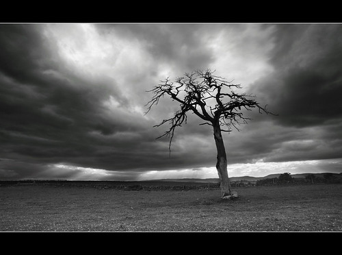 Stewart Tree by angus clyne