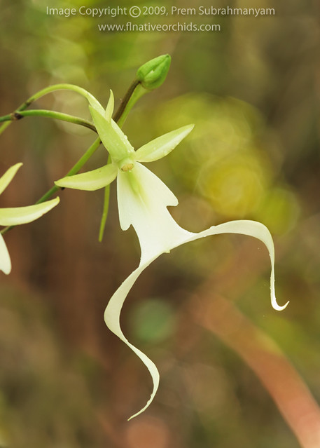 Leaping ghost orchid