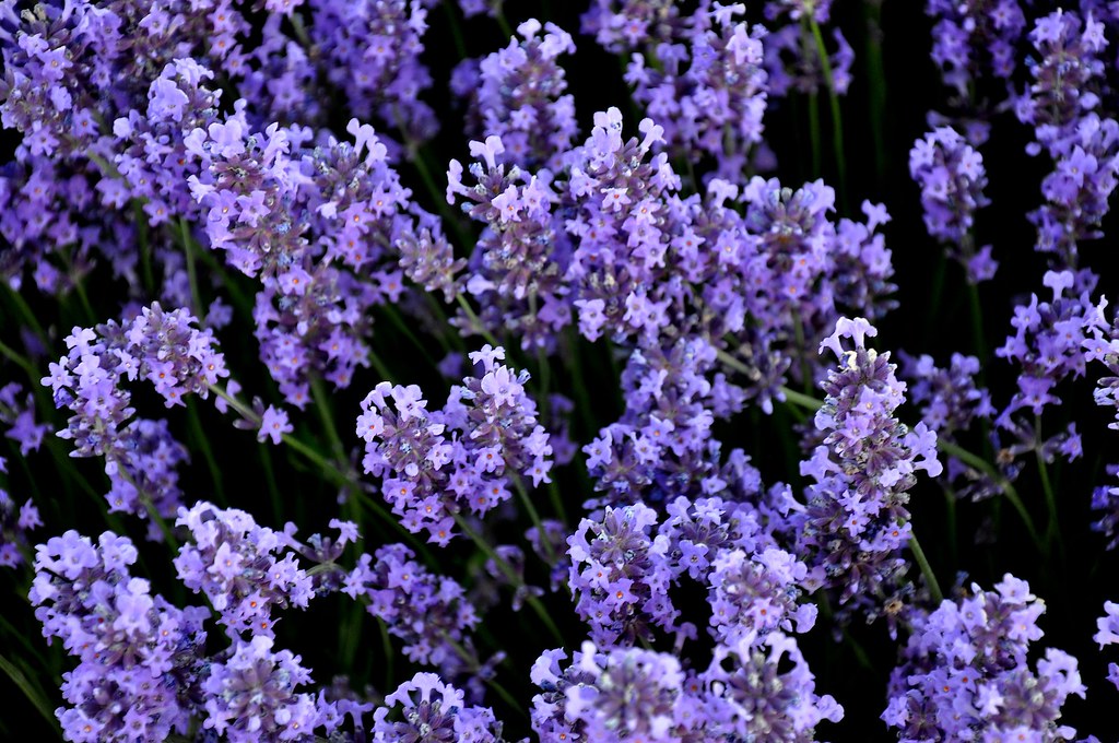 Norfolk Lavender. farm, field, flowers