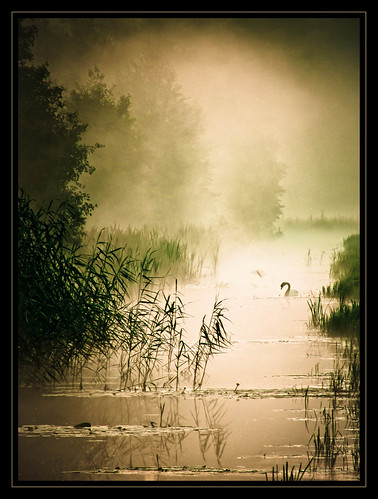 Swan_4373 by Capturing Silence - Erik Bethlehem
