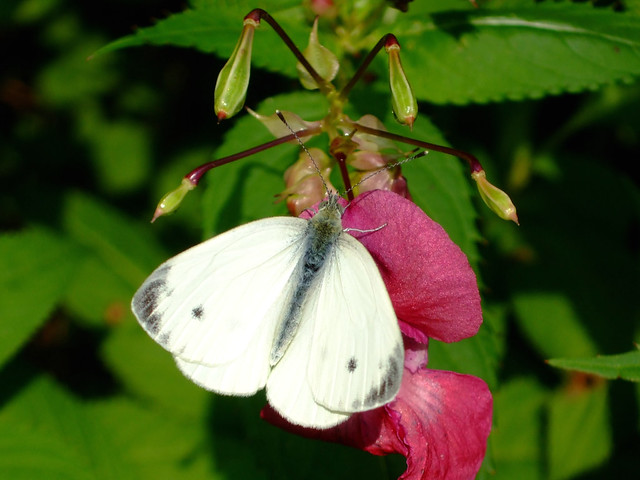 Wood White Butterfly - Leptidea sinapis