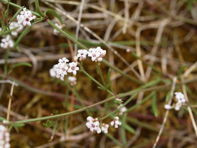 Asperula cynanchica L. - Squinancywort