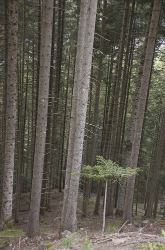 Arbres alignés | by nportais