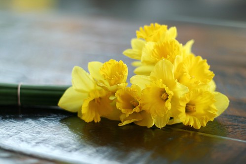#258/365 - Daffodils
