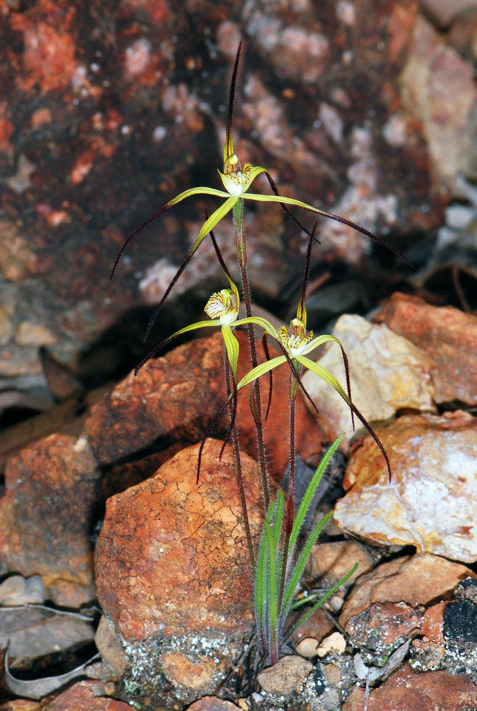 Primrose Spider Orchid by jeans_Photos