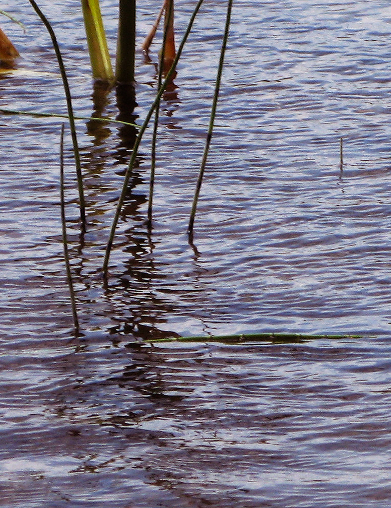 Reeds & Water II