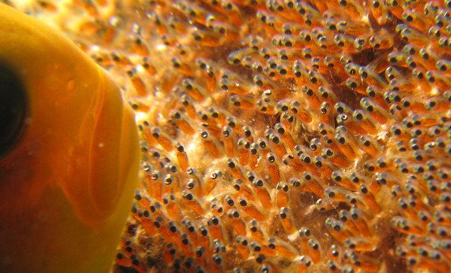 Anemone Fish protecting it's spawn